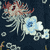 Chrysanthemum in Black background