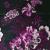Magenta Flowers in Black background